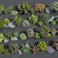 Various Assorted Flowers and Plants with Stones in Greenery Collection