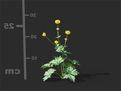 Yellow Flowers with Green Leaves Growing Plant Height Measurement with Ruler in cm 3d model