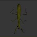 Green Mantis with Vibrant Body Extended Forelegs and Long Antennae