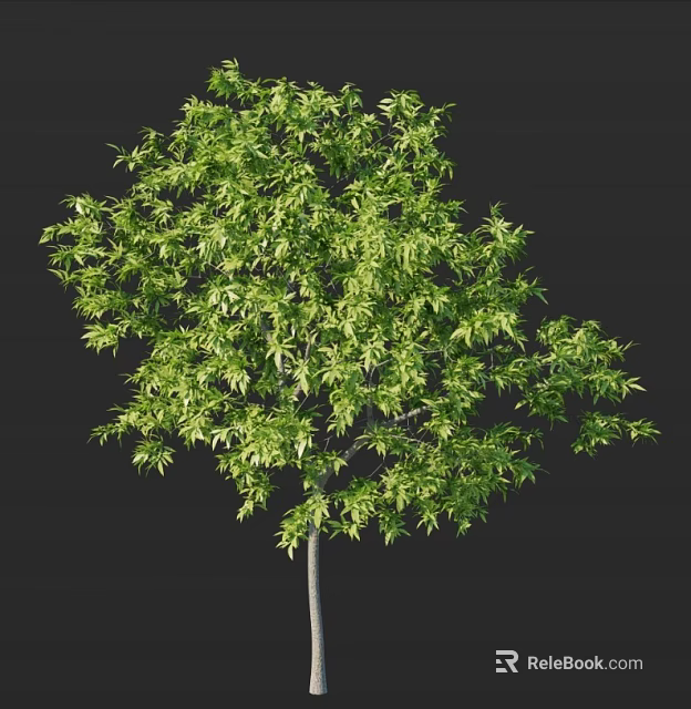 Lush Green Arbor With Dense Foliage Slender Trunk And Full Canopy 3d model
