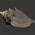 Brown Orange Marine Conch Shell with Spiral Shape Textured Surface and Dark Background Reflection 3d model