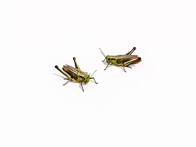 Two Green Striped Reptile Lizards Standing On White Background With Natural Patterns 3d model