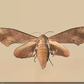 Brown Moth With Large Spread Leathery Wings On Light Background