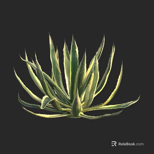 Vibrant Agave Plant With Green And Yellow Striped Leaves On Black Background 3d model 
