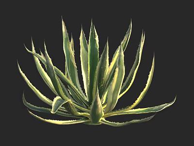 Vibrant Agave Plant With Green And Yellow Striped Leaves On Black Background 3d model