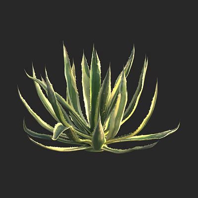 Vibrant Agave Plant With Green And Yellow Striped Leaves On Black Background 3d model
