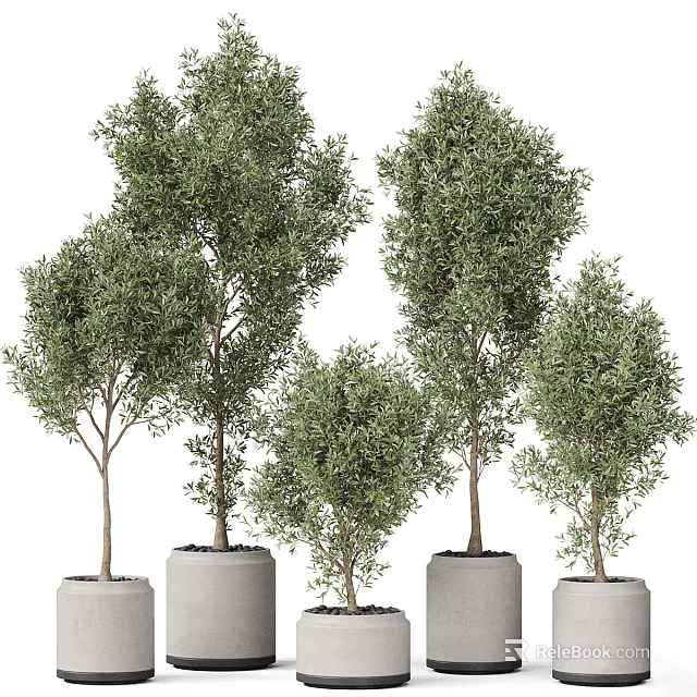 Beautiful Bonsai Potted Plants with Various Sizes Green Leaves and White Pots 3d model 
