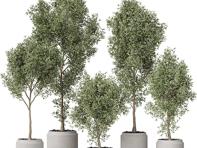Beautiful Bonsai Potted Plants with Various Sizes Green Leaves and White Pots 3d model