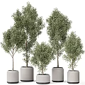 Beautiful Bonsai Potted Plants with Various Sizes Green Leaves and White Pots