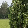 Three Tall Evergreen Arbor Trees with Dense Foliage and Vertical Growth