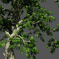 Tall Arbor Trees With Lush Green Leaves Thick Trunks And Exposed Roots
