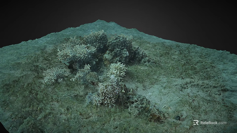 Underwater Marine Environment With Coral Reef And Seagrass Bed On Ocean Floor 3d model 
