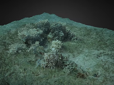 Underwater Marine Environment With Coral Reef And Seagrass Bed On Ocean Floor 3d model