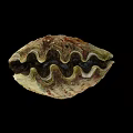 Symbiotic Marine Plant Algae Growing On Giant Clam Shell With Wavy Patterns And Green Hues