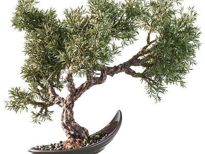 Artistic Bonsai Tree with Curved Trunk and Green Foliage in Black Bowl Shaped Pot 3d model