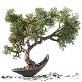 Artistic Bonsai Tree with Curved Trunk and Green Foliage in Black Bowl Shaped Pot