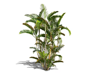 Lush Tropical Palm Plant With Multiple Stems And Green Leaves For Indoor Decor 3d model