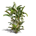 Lush Tropical Palm Plant With Multiple Stems And Green Leaves For Indoor Decor