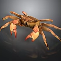 Brown Crab With Orange Pincers And Multiple Legs Displayed On Dark Background Exhibiting Fine Texture