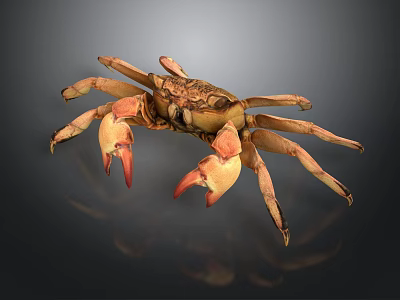 Brown Crab With Orange Pincers And Multiple Legs Displayed On Dark Background Exhibiting Fine Texture 3d model