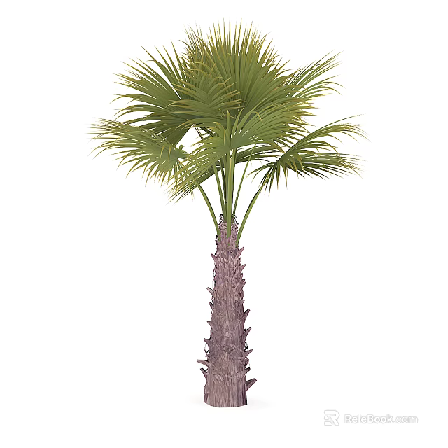 Tall Palm Tree With Lush Green Fronds And Rough Textured Trunk 3d model 