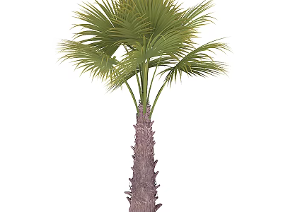 Tall Palm Tree With Lush Green Fronds And Rough Textured Trunk 3d model