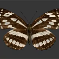 Brown and white butterfly with spotted wings on gray background showing clear reflection below