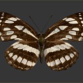 Modern Butterfly Colored Butterfly Tabby Butterfly Leaf Butterfly 3d model