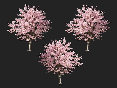 Three Vibrant Arbor Trees With Pink Blossoms In Full Bloom 3d model