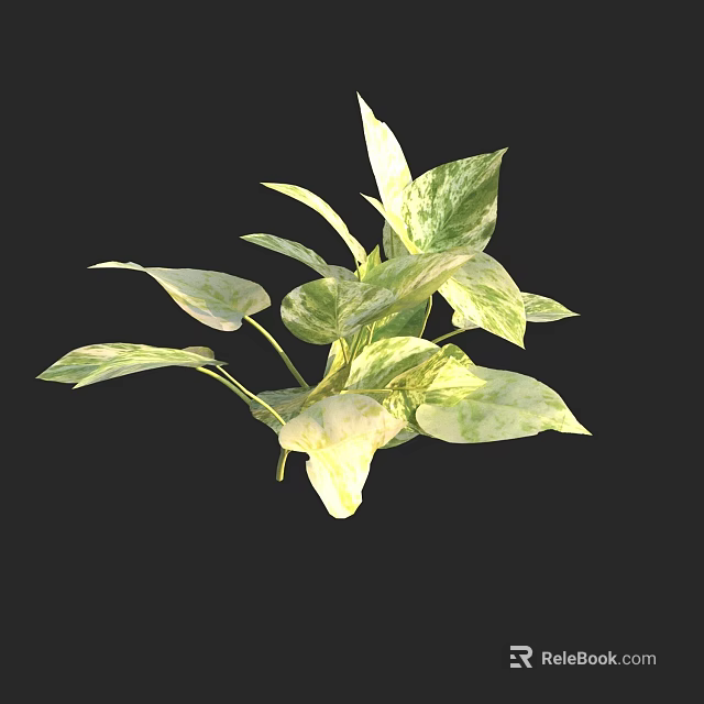 Lush Pothos Plant With Green And White Variegated Leaves Against Black Background 3d model 