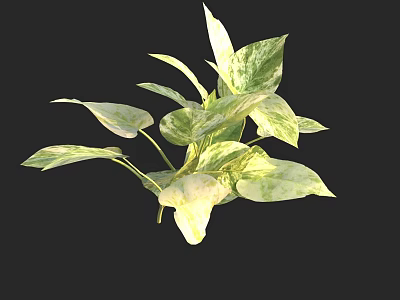 Lush Pothos Plant With Green And White Variegated Leaves Against Black Background 3d model
