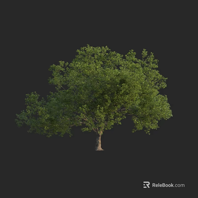 Arbor with Lush Green Canopy and Sturdy Trunk in Natural Environment 3d model 