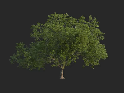 Arbor with Lush Green Canopy and Sturdy Trunk in Natural Environment 3d model