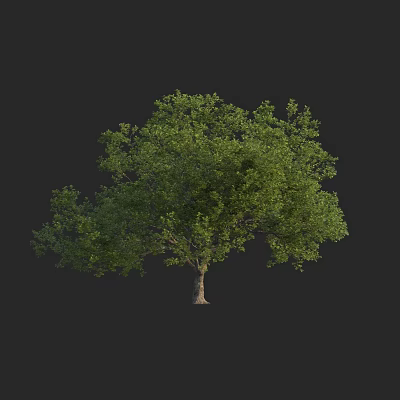 Arbor with Lush Green Canopy and Sturdy Trunk in Natural Environment 3d model