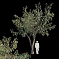 Tree Pit With Green Leafy Tree And Red Flowers In Urban Landscape Design