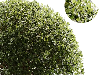 Evergreen Shrub with Lush Green Leaves and Round Shape for Garden Landscaping Design 3d model