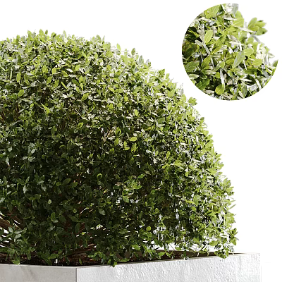 Evergreen Shrub with Lush Green Leaves and Round Shape for Garden Landscaping Design 3d model