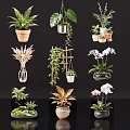 Assorted Flowering Plants In Ceramic Glass Metal Vases And Hanging Desktop Displays