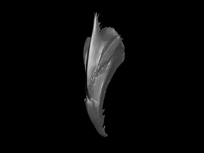 Black And White Feather Like Object With Fine Texture Edges On Isolated Black Background 3d model