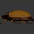 Yellow And Dark Brown Beetle With Shiny Shell And Legs On Dark Background 3d model