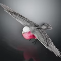 Flying Bird With Pink Chest Gray Wings And White Head Against Dark Background