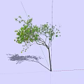 Green Leafy Tall Tree With Long Trunk And Shadow On Light Background 3d model
