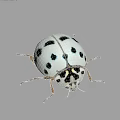 White Ladybug With Black Spots Brown Legs And Gray Background 3d model