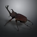 Detailed Brown Rhinoceros Beetle With Large Horn On Dark Gray Background