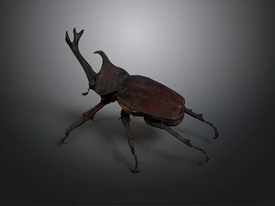 Detailed Brown Rhinoceros Beetle With Large Horn On Dark Gray Background 3d model