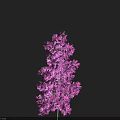 Purple Lilac Flower Blooming Beautifully Against Dark Background With Vibrant Petals