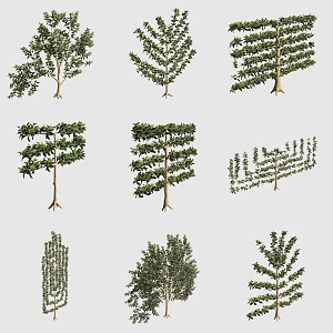 Lemon tree shrub hedge ornamental plant 3d model