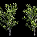 Two Green Leaf Trees With Thin Trunks And Branches Near Human Figure For Scale