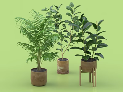 Various Indoor Potted Plants in Terracotta Pots and One on Wooden Stool Green Background 3d model