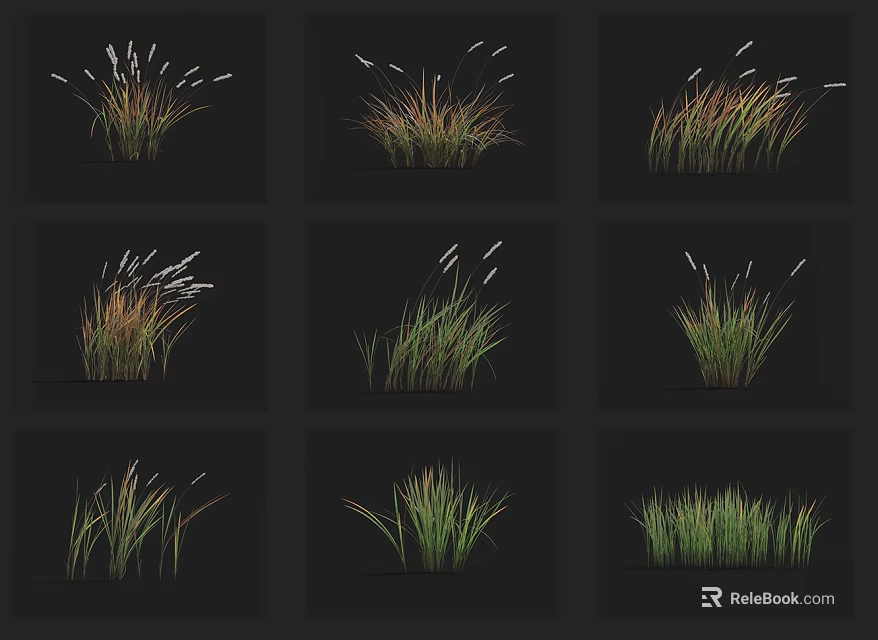 Various Ornamental Grass Varieties Displayed in Green Brown Hues with Feathery Plumes 3d model 